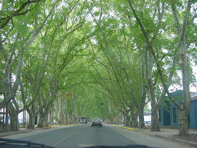 Colonia Caroya